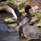 Arundel Wetland Centre