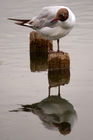 Arundel Wetland Centre