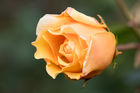 Yellow rose