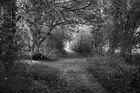 A small forest along the path from the visitor centre to Stonehenge