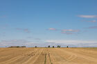 Birds in a field near Stonehenge