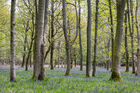 Bluebell woods