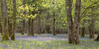 Bluebell woods