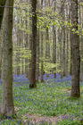 Bluebell woods