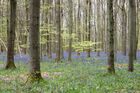 Bluebell woods