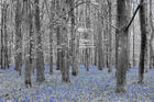 Bluebell woods