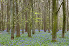 Bluebell woods