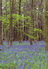 Bluebell woods