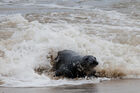 Seal on the beach