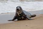 Seal on the beach