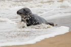 Seal on the beach