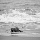 Seal on the beach