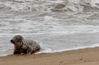 Seal on the beach
