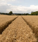 Wheat field in Letchworth  Heath