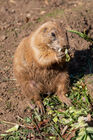 Black-tailed prairie dog