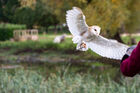 Barn Owl at Falconer's Quest, Warwick Castle