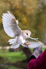 Barn Owl at Falconer's Quest, Warwick Castle