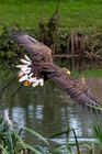 White tailed eagle at Falconer's Quest, Warwick Castle