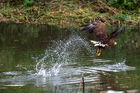 White tailed eagle at Falconer's Quest, Warwick Castle