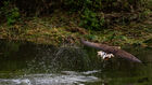 White tailed eagle at Falconer's Quest, Warwick Castle