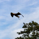 Steller's sea eagle at Falconer's Quest, Warwick Castle