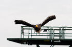 Steller's sea eagle at Falconer's Quest, Warwick Castle