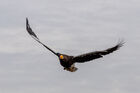 Steller's sea eagle at Falconer's Quest, Warwick Castle