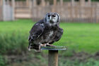 Verreaux's eagle owl at Falconer's Quest, Warwick Castle