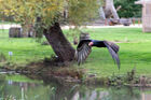 Hooded vulture at Falconer's Quest, Warwick Castle
