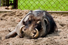 Warthog (Phacochoerus africanus)