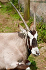 Arabian oryx (Oryx leucoryx)