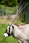 Arabian oryx (Oryx leucoryx)