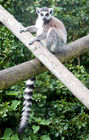 Ring tailed lemur (Lemur catta)
