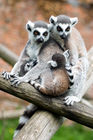 Ring tailed lemur (Lemur catta)