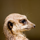 Slender-tailed meerkat (Suricata suricatta)