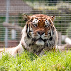 Amur tiger (Panthera tigris altaica)