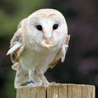 Barn owl (Tyto alba)