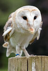 Barn owl (Tyto alba)