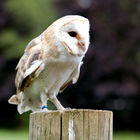 Barn owl (Tyto alba)