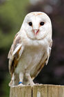 Barn owl (Tyto alba)