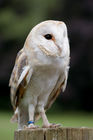 Barn owl (Tyto alba)