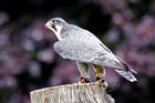 Peregrine Falcon (Falco peregrinus)