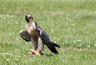 Peregrine Falcon (Falco peregrinus)