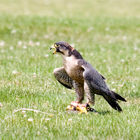 Peregrine Falcon (Falco peregrinus)