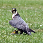Peregrine Falcon (Falco peregrinus)