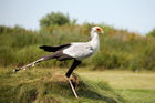 Secretary bird (Sagittarius serpentarius)