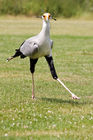 Secretary bird (Sagittarius serpentarius)