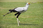 Secretary bird (Sagittarius serpentarius)
