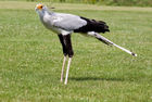 Secretary bird (Sagittarius serpentarius)