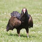 Turkey Vulture (Cathartes aura)